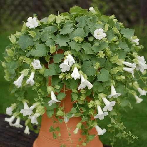 White Creeping Gloxinia Flower Seeds