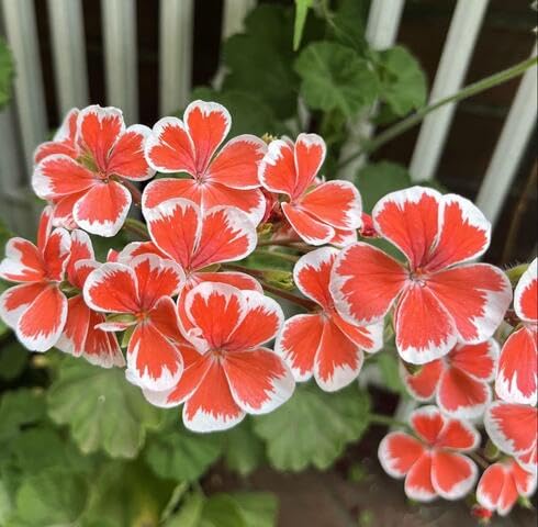 orange white geranium flower Fruit Seeds organic garden seeds