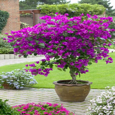 Purple Bougainvillea Flower Seeds