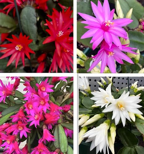 Mixed rhipsalidopsis Flower Seeds