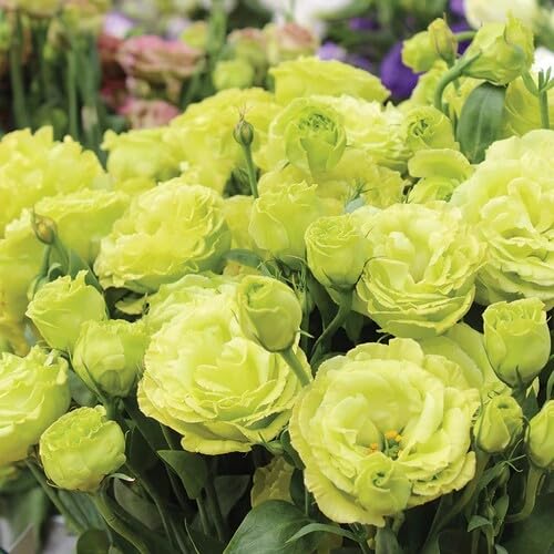 Green Lisianthus Flower Seeds