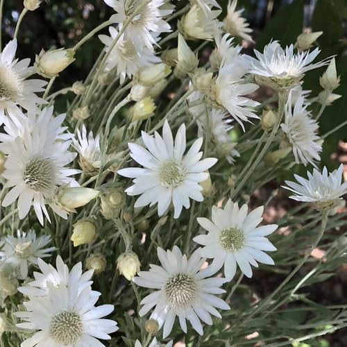 White Xeranthemum Flower Seeds