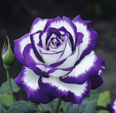 White Purple Rose Flower Seeds