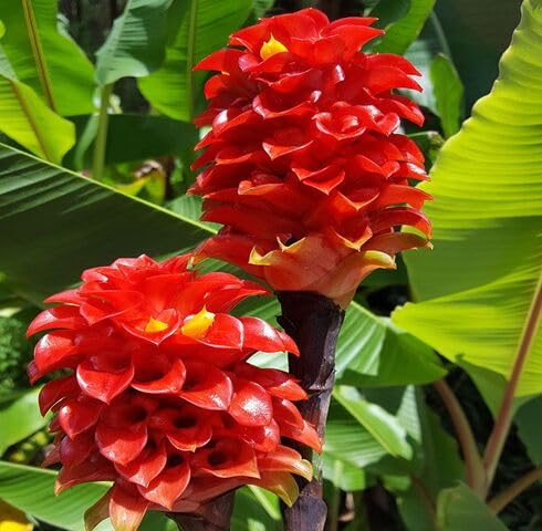 Red Curcuma Flower Seeds