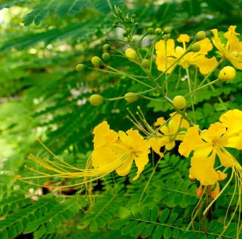 Caesalpinia Flower Seeds