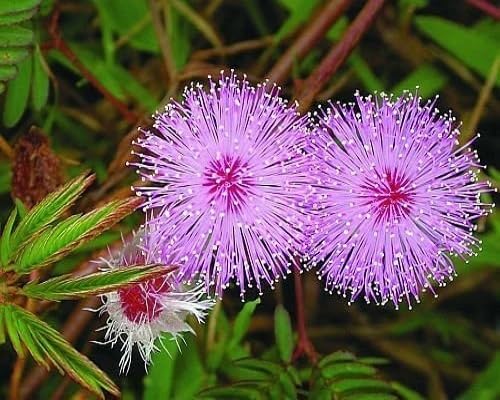 Pink Mimosa Flowers Seeds
