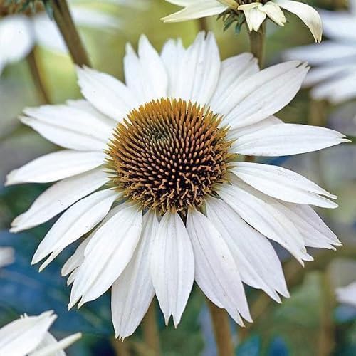White Echinacea Flower Seeds