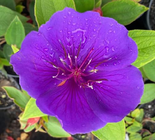 Purple Tibouchina Flower Seeds