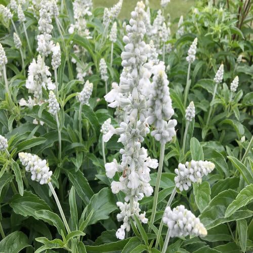 White Salvia Flower Seeds