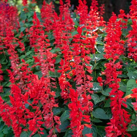 Red Salvia splendens Flower Seeds
