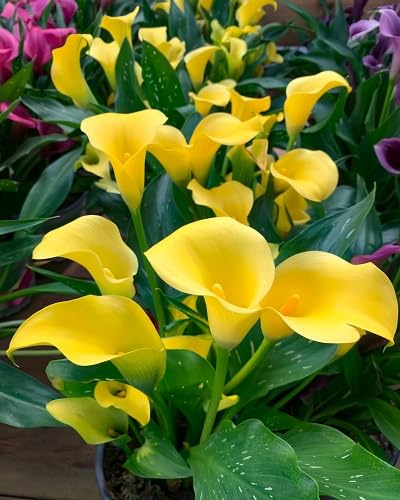 Yellow Canna Lily Flower Seeds