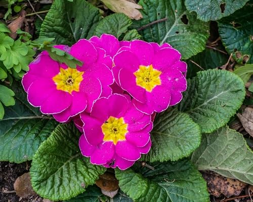 Pink Primula Flower Seeds