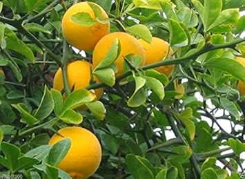 orange poncirus trifoliata fruit for planting hardy and versatile unique trees heirloom Fruit seeds
