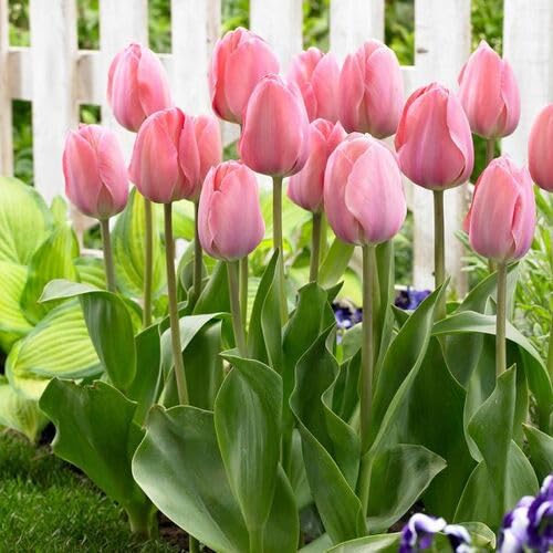Pink Light Trillium Flower Seeds