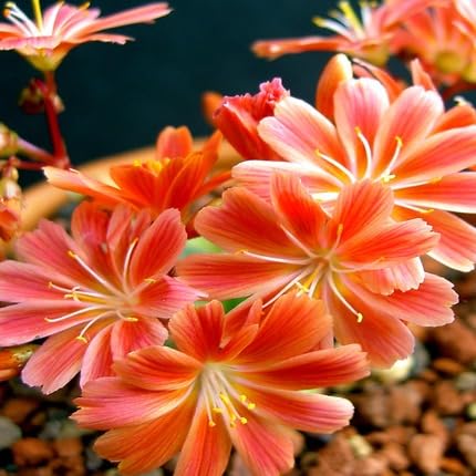 Lewisia Cotyledon Orange fruit seeds for organic garden planting