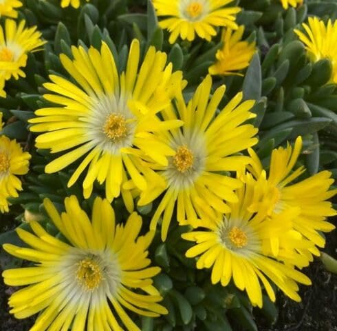 Yellow Delosperma Flower Seeds