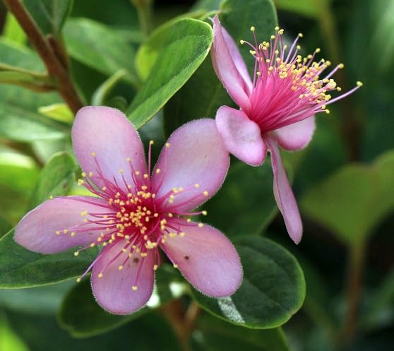 Pink Myrtle Flower Seeds