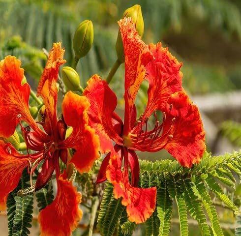 Red Caesalpinia Flower Seeds