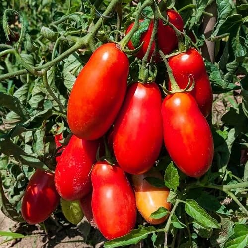 Red Marzano Tomato vegetable seeds - Heirloom, Organic, Non Gmo Garden Seeds for kitchen garden planting