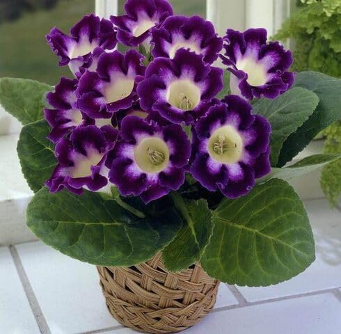 Purple Sinningia Flower Seeds