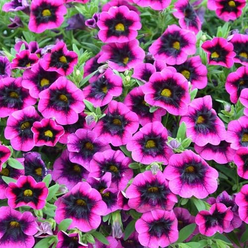 Pink Black Calibrachoa Flower Seeds