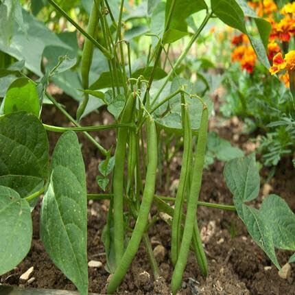 Bean Green vegetable seeds for Home Gardening, Premium Kitchen Garden Planting Premium for kitchen garden planting