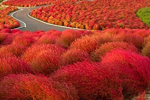 Kochia Scoparia Grass Perennial Ornamental Plant Flower Seeds