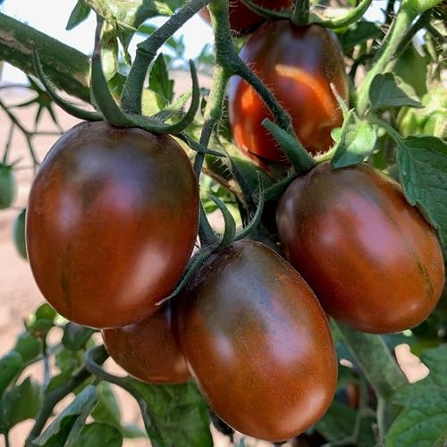 Maroon Plum Tomato vegetable seeds - Heirloom, Organic, Non Gmo Garden Seeds for kitchen garden planting