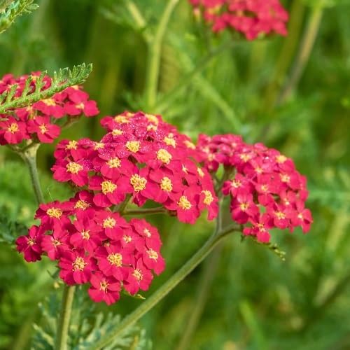 Pink Achillea Ballerina Flower Seeds