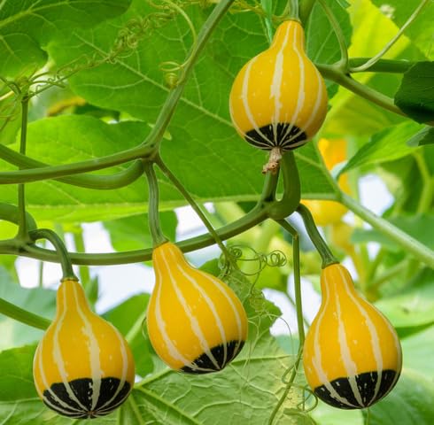 Green Yellow Cucurbita moschata vegetable seeds for Home Gardening, Nutritious Backyard for kitchen garden planting