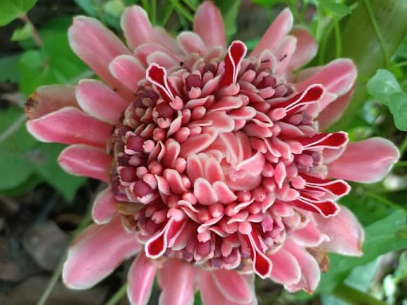 Torch Ginger Flower Seeds