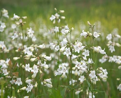 White Penstemon Flower Seeds