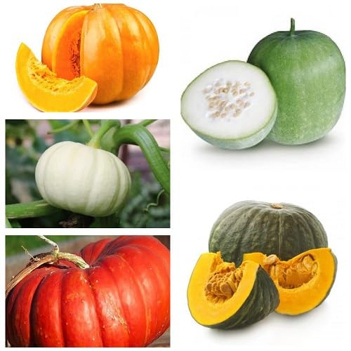mixed pumpkin . vegetable seeds