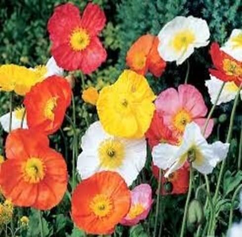 Mix Alcea Ficifolia Flower Seeds