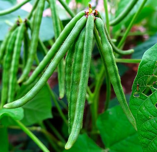 Green Mung Bean vegetable seeds vegetable seeds for Home Gardening, Natural Home Farming Choice for kitchen garden planting