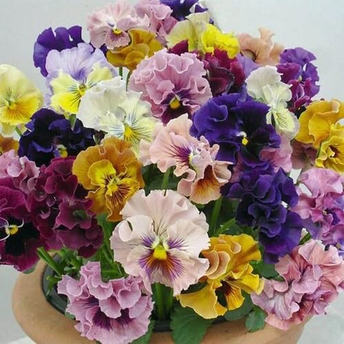 Mixed Double Pansy Flower Seeds