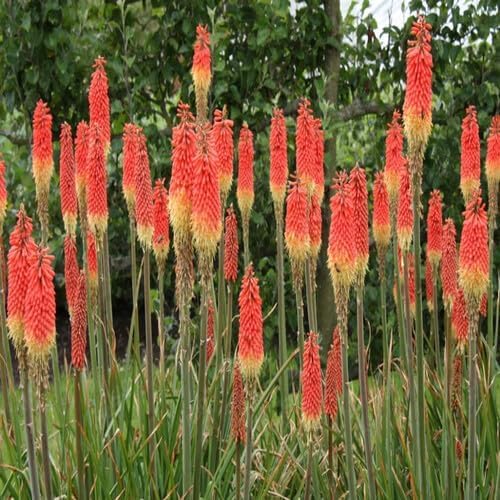 Red Kniphia Flower Seeds