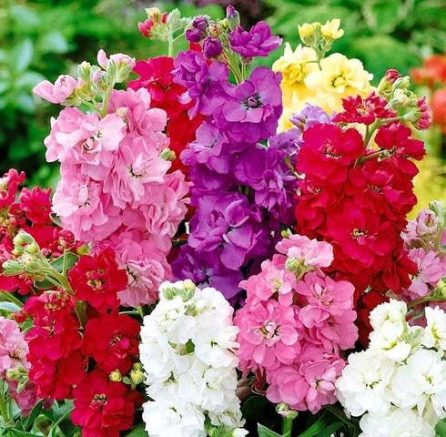 Mixed Matthiola bicornis Flower Seeds