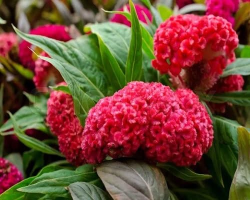 red cockscomb flower seeds