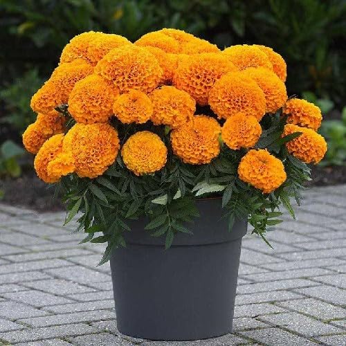 Orange Marigold Flowers Seeds