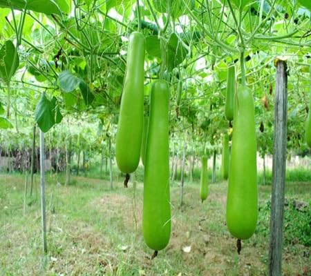 Bottlegourd vegetable seeds - Heirloom, Organic, Non Gmo Garden Seeds for kitchen garden planting