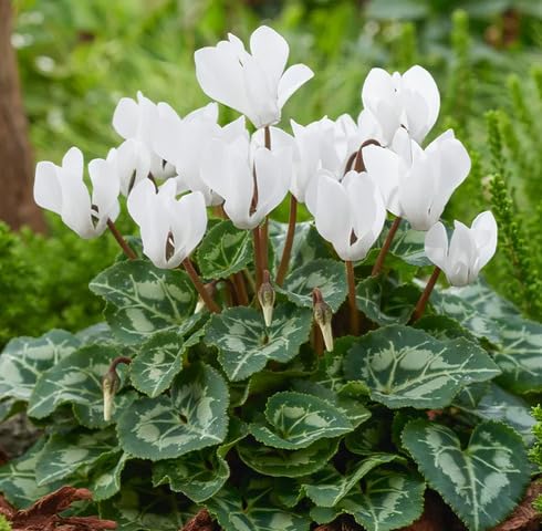 White Cyclamen Flower Seeds