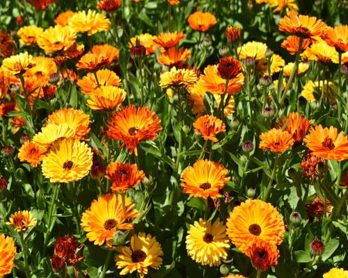 calendula flower seeds perennial