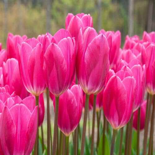 Pink Giant Tulip Flower Seeds