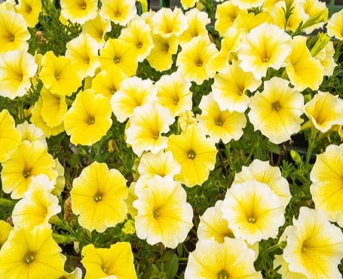 Yellow Petunia Flowers Seeds