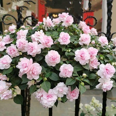 pink double impatiens flower