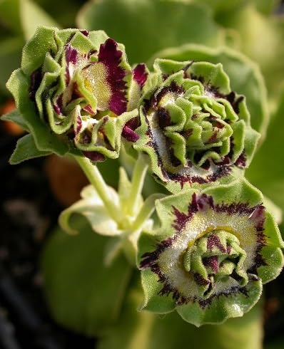 Red Primula Flower Seeds