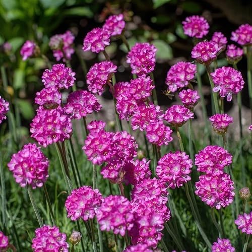 Pink Armeria Maritima Flowers Seeds