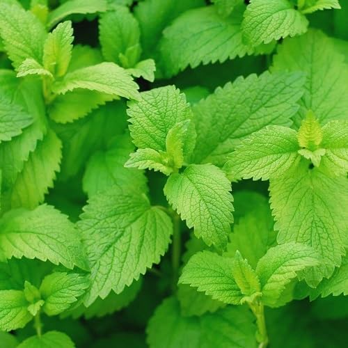 Green Mint Plant Seeds herb seeds - home gardening, heirloom garden seeds