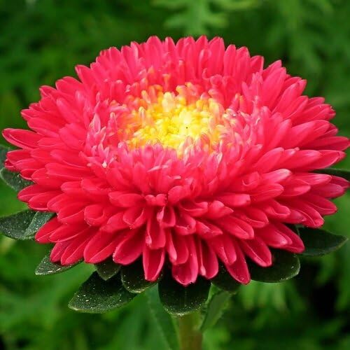 Red Aster Flower Seeds